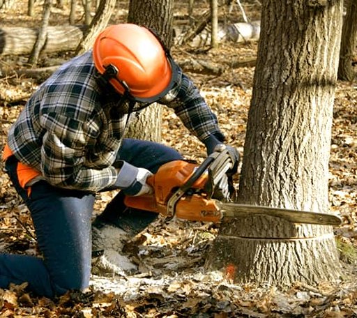 Tree Removal in Two Rivers, WI